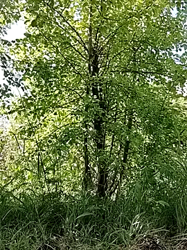 honeykissalips34 Image 18
