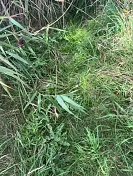 ManaMi-maru – webcam model profile photo Image 6